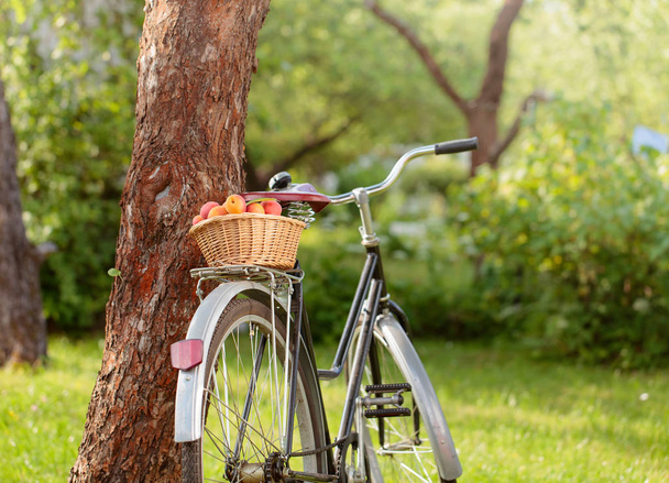 Сочные спелые абрикосы в корзине на велосипеде
. - Фото, изображение