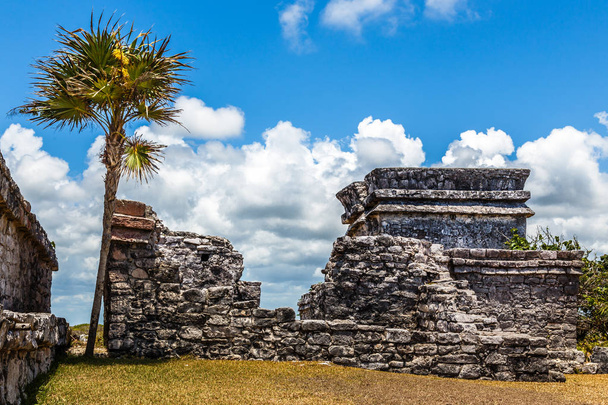 Old ruined ancient Mayan house with palm tree and blue sky, Tulu - Photo, Image