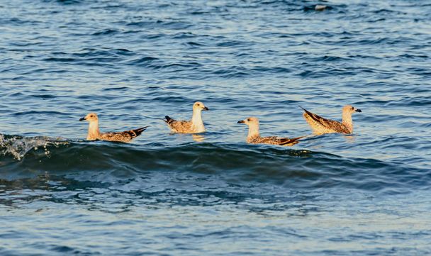 Чайки, плавающие в голубой морской воде, цветные перья, клюв близко
 - Фото, изображение