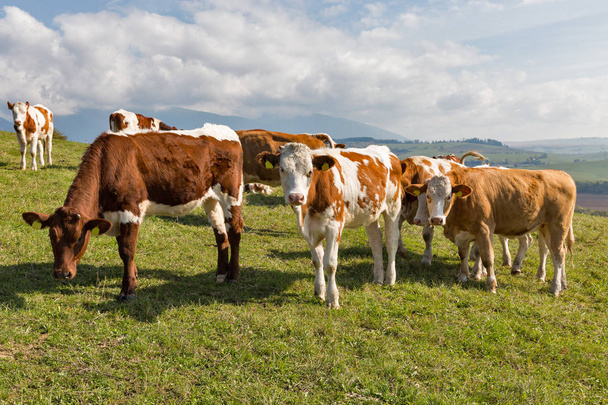manada de vacas pastando em um pasto de colina alta
 - Foto, Imagem