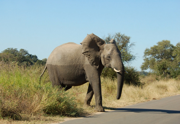 Yaban hayatı: Afrika fili - Fotoğraf, Görsel