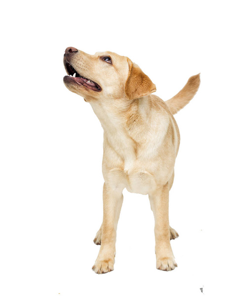 labrador puppy looking at white background - Photo, Image