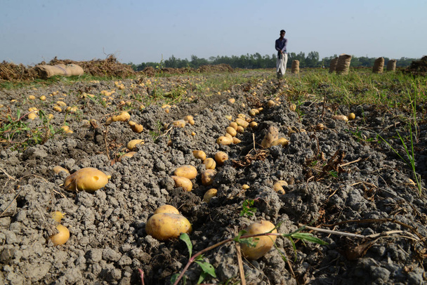 bangladeshi Landarbeiter ernten Kartoffeln von den Feldern in munshiganj in der Nähe von Dhaka, bangladesh - Foto, Bild