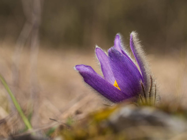 Pulsatilla grandis florescendo no início da primavera
 - Foto, Imagem