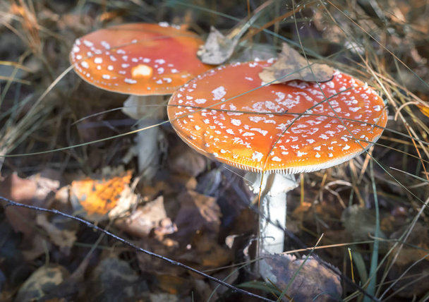 Mushroom fly agaric in the forest in a clearing. - Photo, Image