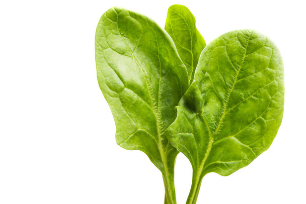 spinach isolated - Fotó, kép