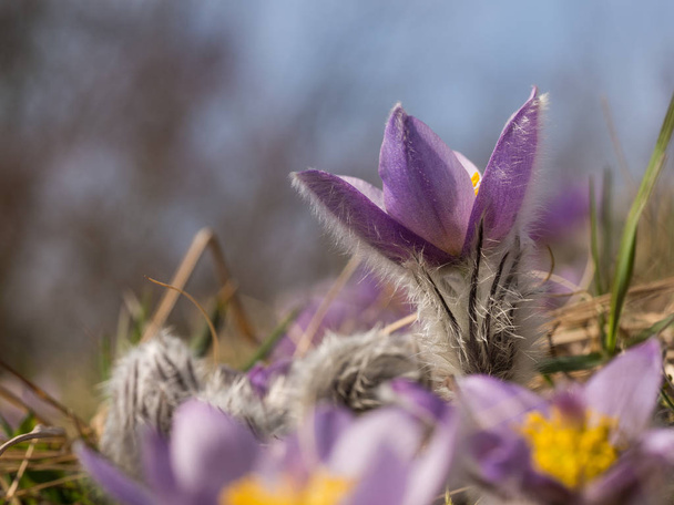 Pulsatilla grandis florescendo no início da primavera
 - Foto, Imagem