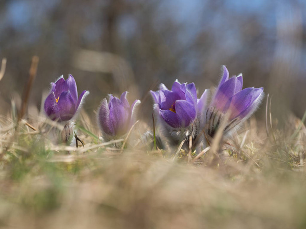 Pulsatilla grandis floreciendo a principios de primavera
 - Foto, Imagen