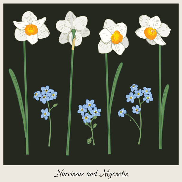 Narcisus and myosotis. Set collection. Hand drawn botanical illustration on dark background. Vector illustration - Vektor, kép