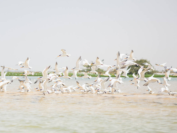 Bandada de pajaros alzando el vuelo en la playa - Fotografie, Obrázek