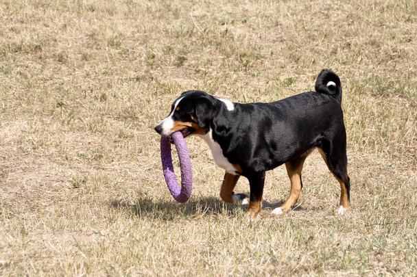 играть Appenzell скот собака в ярком кольце
. - Фото, изображение