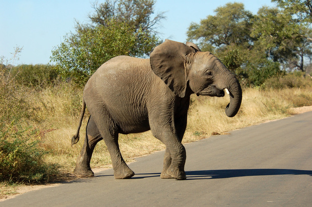 słonie afrykańskie - Zdjęcie, obraz