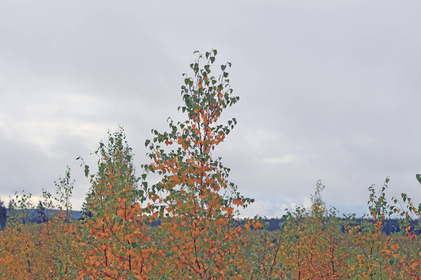árvores jovens na floresta de outono
 - Foto, Imagem
