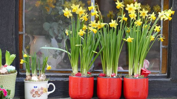 Желтые цветы в вазах весной 2018 года
. - Фото, изображение
