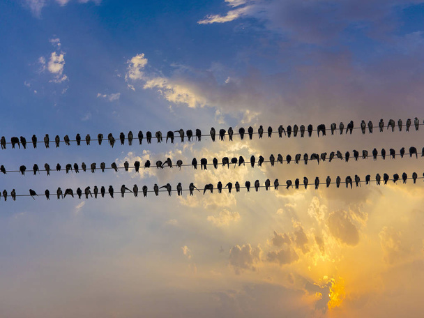Bir elektrik wiress üzerinde birçok güvercinler - Fotoğraf, Görsel