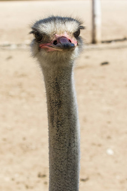 Ostrich on a neutral background - Фото, изображение