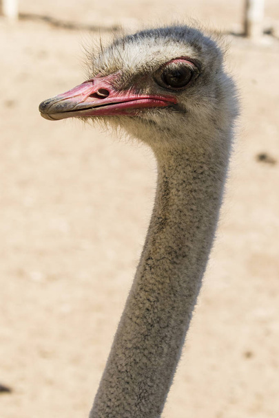 Ostrich on a neutral background - Photo, Image