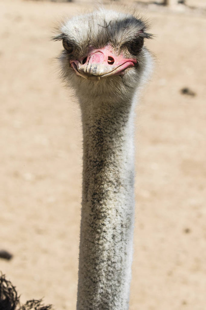 Ostrich on a neutral background - 写真・画像