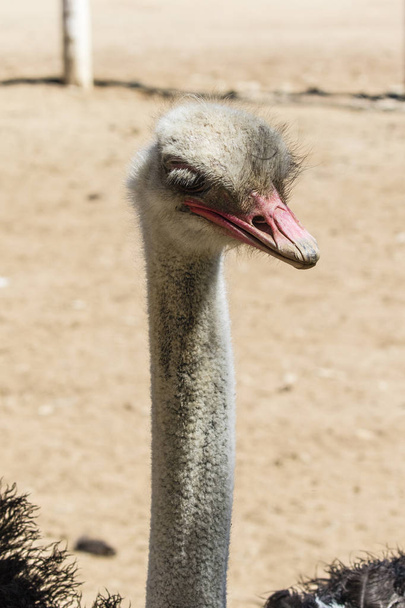Ostrich on a neutral background - Fotó, kép