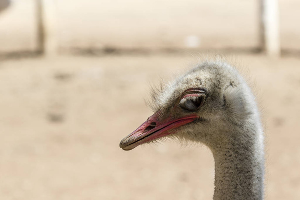 Ostrich on a neutral background - Φωτογραφία, εικόνα