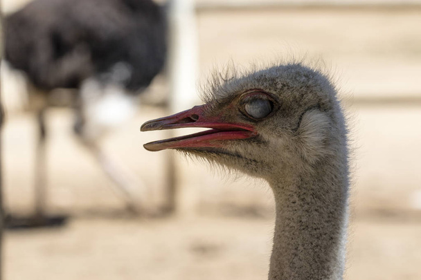 Ostrich on a neutral background - Fotoğraf, Görsel