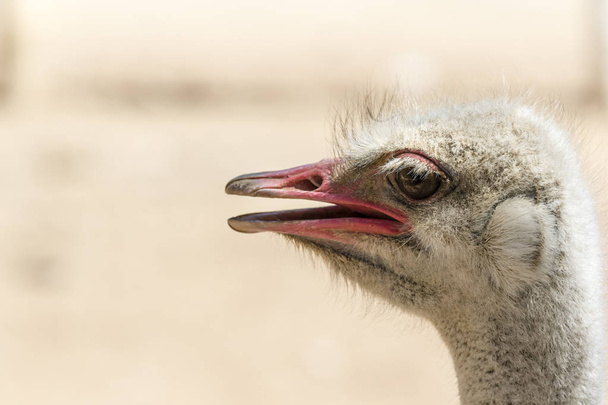 Ostrich on a neutral background - Fotó, kép