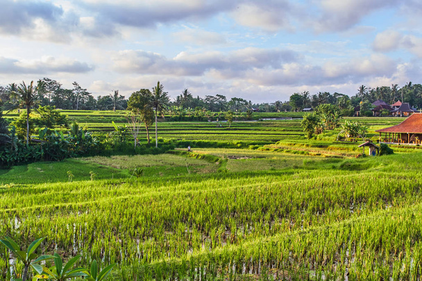 Beautiful rice terraces in Ubud, Bali island, Indonesia - Foto, imagen