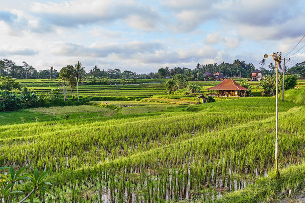 Beautiful rice terraces in Ubud, Bali island, Indonesia - Zdjęcie, obraz