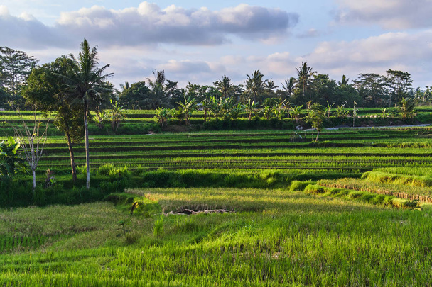 Beautiful rice terraces in Ubud, Bali island, Indonesia - Zdjęcie, obraz