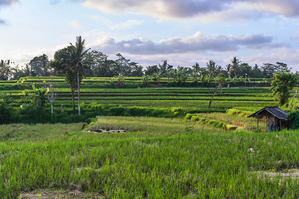 Beautiful rice terraces in Ubud, Bali island, Indonesia - Fotoğraf, Görsel