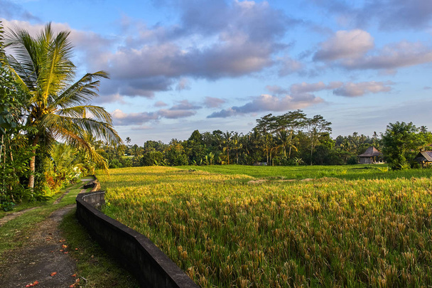 Beautiful rice terraces in Ubud, Bali island - Zdjęcie, obraz