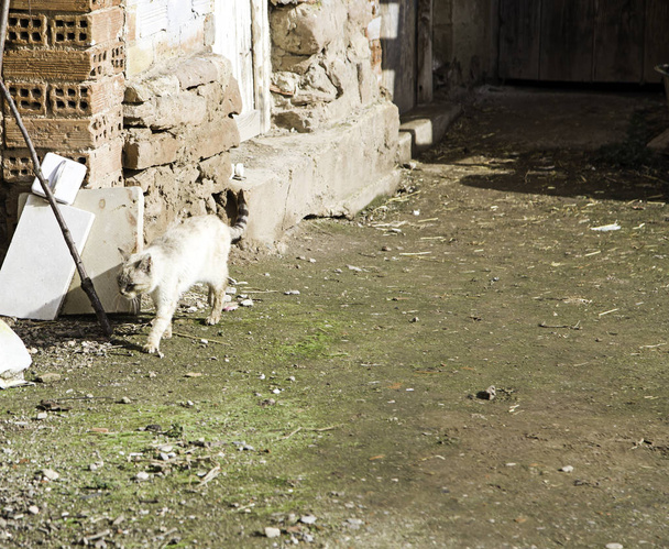 Gatos callejeros abandonados
 - Foto, Imagen
