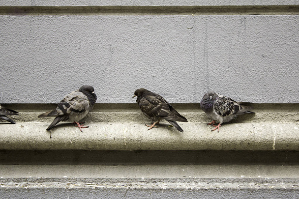 Pigeons dans la rue
 - Photo, image
