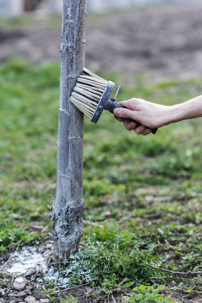 Wiosna, bielenie drzew. Ochrona przed słońcem i szkodników. Ukraina - Zdjęcie, obraz