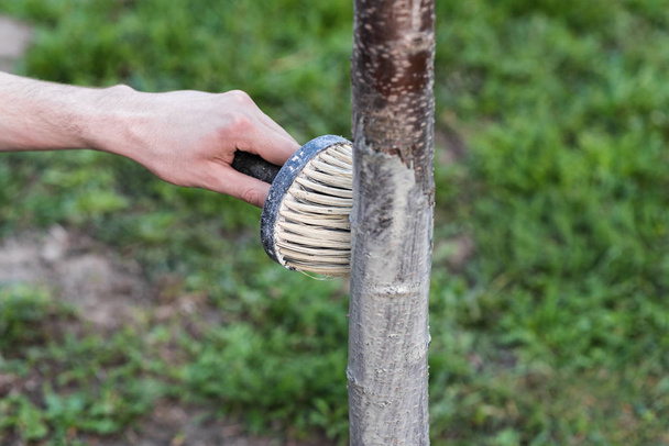 Весеннее отбеливание деревьев. Защита от солнца и вредителей. Украина
 - Фото, изображение
