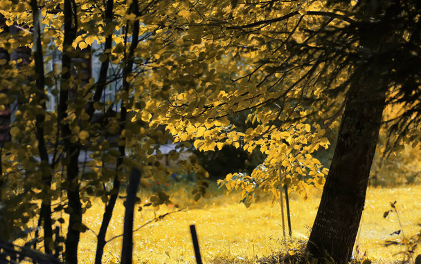 осіннє жовте підсвічування листя
 - Фото, зображення