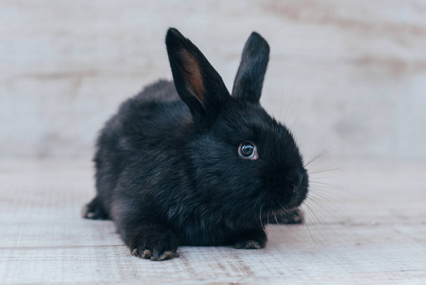 zwarte bunny op een lichte achtergrond - Foto, afbeelding
