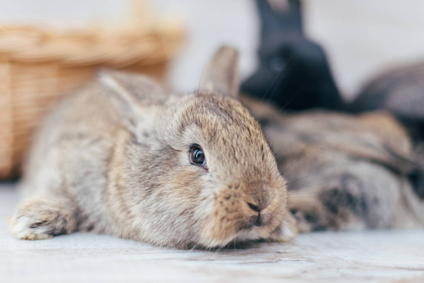 серый кролик в корзине плетеной
 - Фото, изображение
