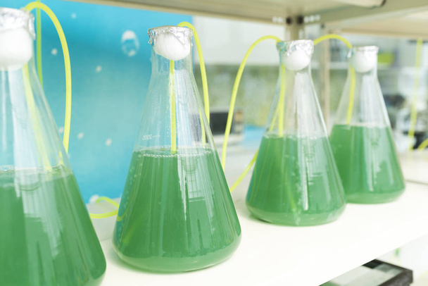 algae research process in laboratory - Photo, Image
