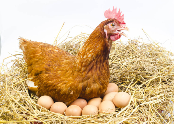 full body of brown chicken hen with eggs isolated white background - Φωτογραφία, εικόνα