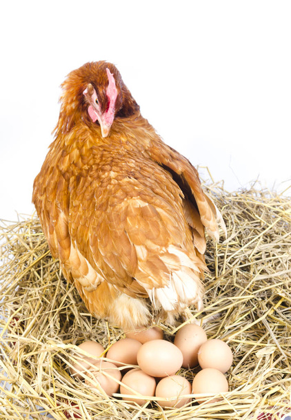 corps entier de poule de poulet brun avec des œufs isolés fond blanc
 - Photo, image