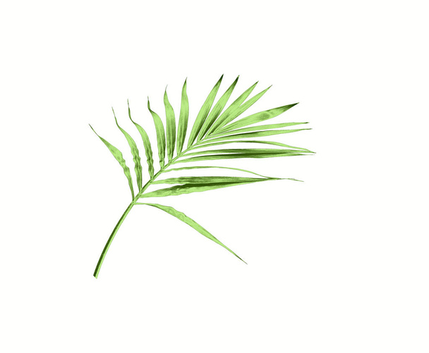 groen blad van palmboom geïsoleerd op witte achtergrond - Foto, afbeelding