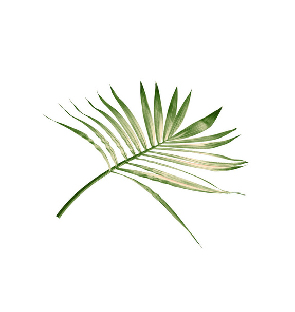 зеленый лист пальмы на белом фоне - Фото, изображение