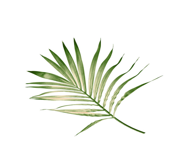 hoja verde de palmera aislada sobre fondo blanco - Foto, Imagen