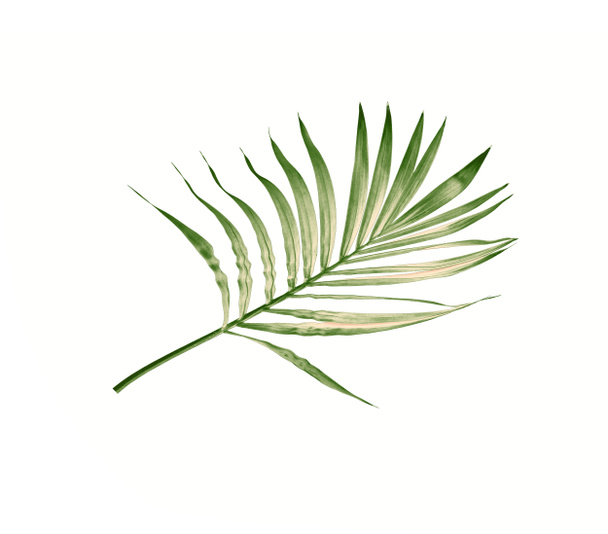 zelený list palmy izolované na bílém pozadí - Fotografie, Obrázek