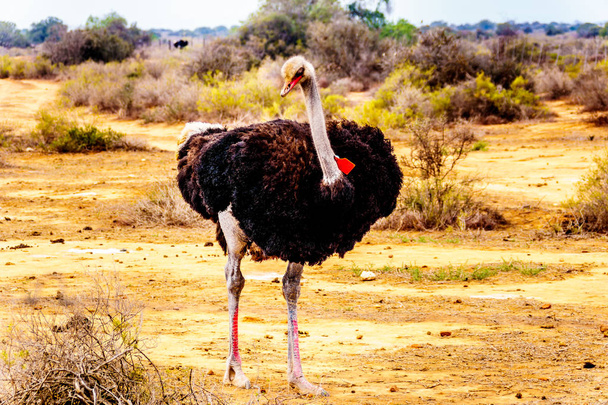 Avestruz macho numa quinta de avestruzes em Oudtshoorn no semi deserto Little Karoo Region Western Cape Province of South África
 - Foto, Imagem