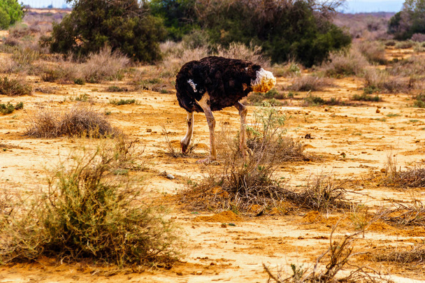 Samec pštros jíst ze země na pštrosí farmě v Oudtshoorn v semifinále pouštní Little Karoo regionu Západní Kapsko Jižní Afrika - Fotografie, Obrázek