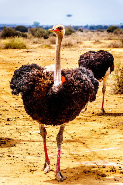 Mannelijke struisvogel in een struisvogel Farm in Oudtshoorn in de semi-woestijn Little Karoo regio westelijke Kaapprovincie van Zuid-Afrika - Foto, afbeelding