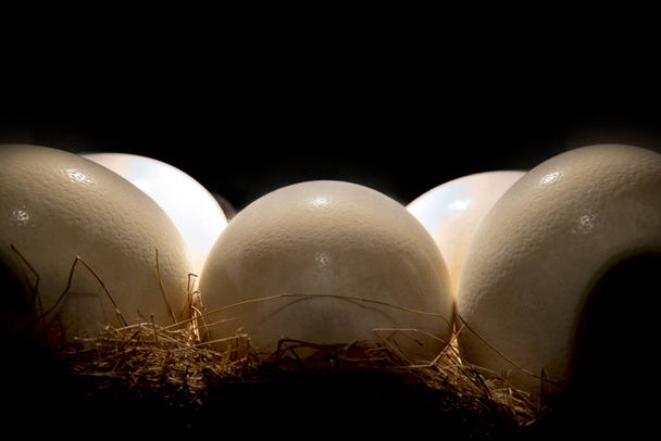 Huevo de avestruz en nido de paja
 - Foto, imagen