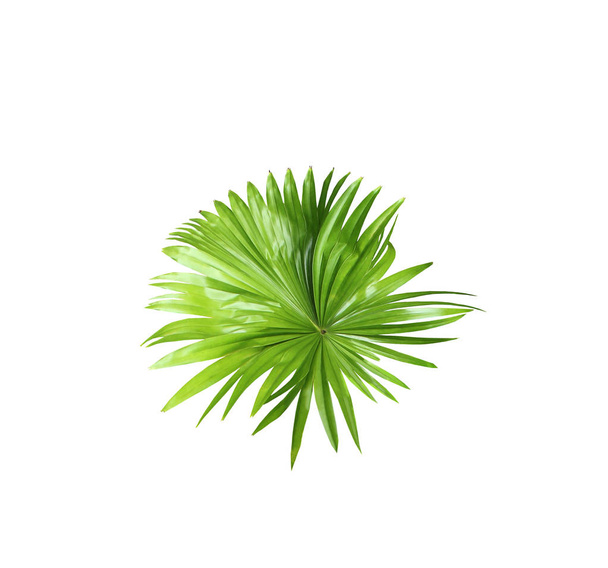 green leaf of palm tree isolated on white background - Photo, Image